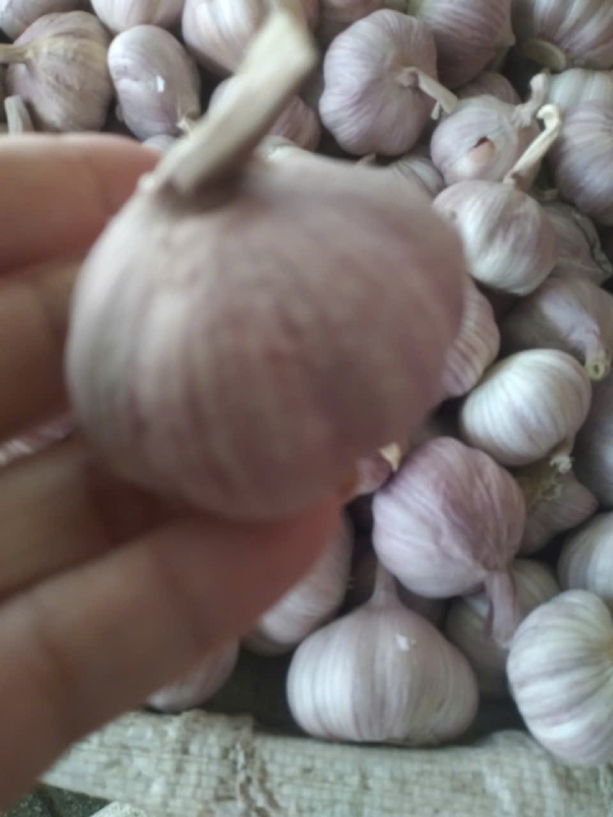 Tỏi Tím chọn nhặt từng củ chắc mẩy