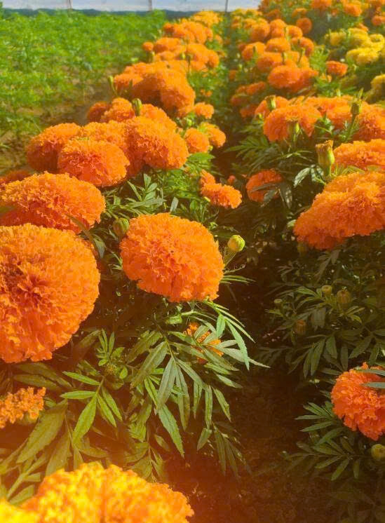Hạt Giống Hoa Cúc Vạn Thọ Pháp- Màu Cam