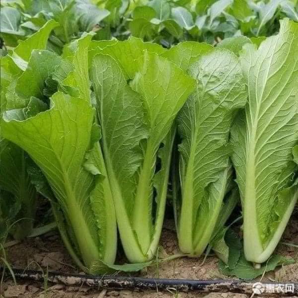 COMBO HẠT GIỐNG 10 LOẠI RAU CẢI – HẠT GIỐNG RAU SẠCH TRỒNG TẠI NHÀ TỶ LỆ NẢY MẦM CAO DỄ TRỒNG THU HOẠCH NHANH