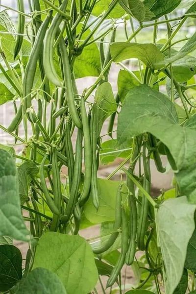 Hạt giống đậu cove leo tứ quý  quả dày hạt nâu gói 50gr