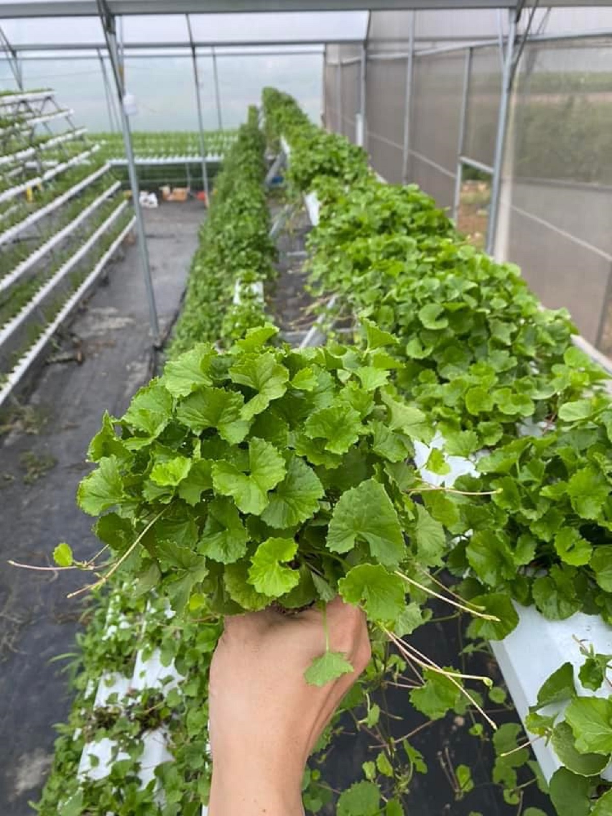 Hạt giống Rau má ta lá nhỏ 1gr