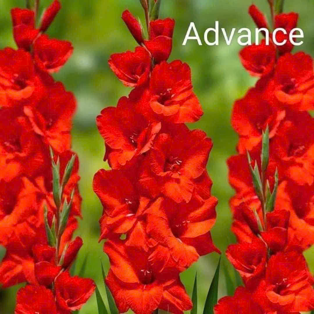 Củ Giống Hoa Lau Ơn Đẹp màu đỏ