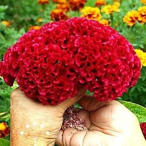 Hạt giống hoa Mào Gà Nhung Búa có 4 màu đẹp lung linh