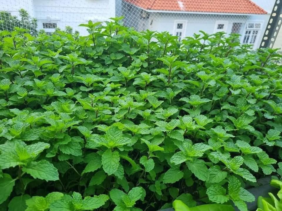 Hạt giống Hũng lữu gói 100 hạt