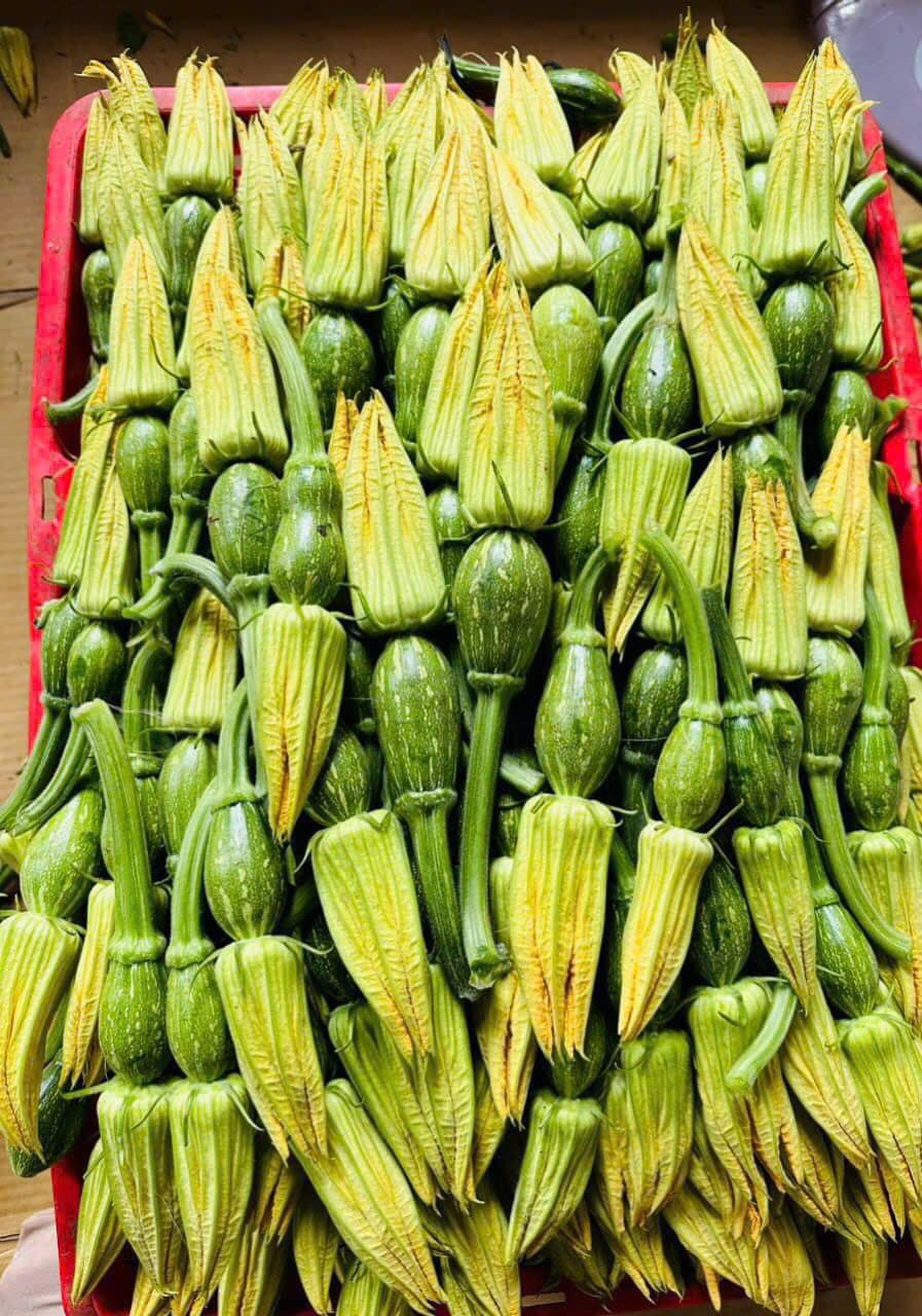 COMBO HẠT GIỐNG 8 LOẠI BẦU – BÍ – MƯỚP DỄ TRỒNG TỶ LỆ NẢY MẦM CAO – SIÊU SAI TRÁI – DỄ CHĂM SÓC