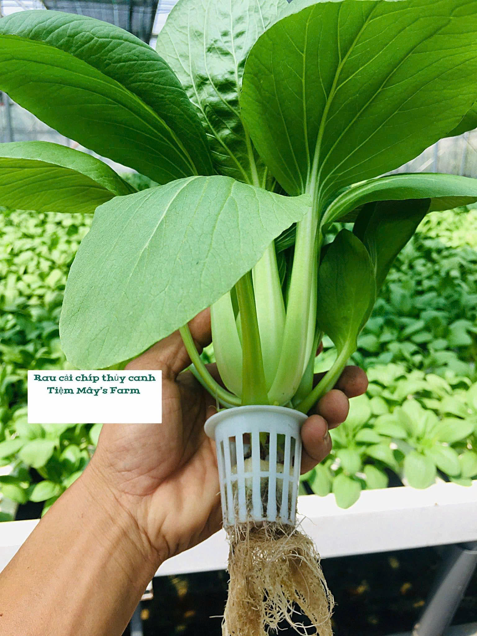 Hạt giống rau cải thìa chất lượng cao