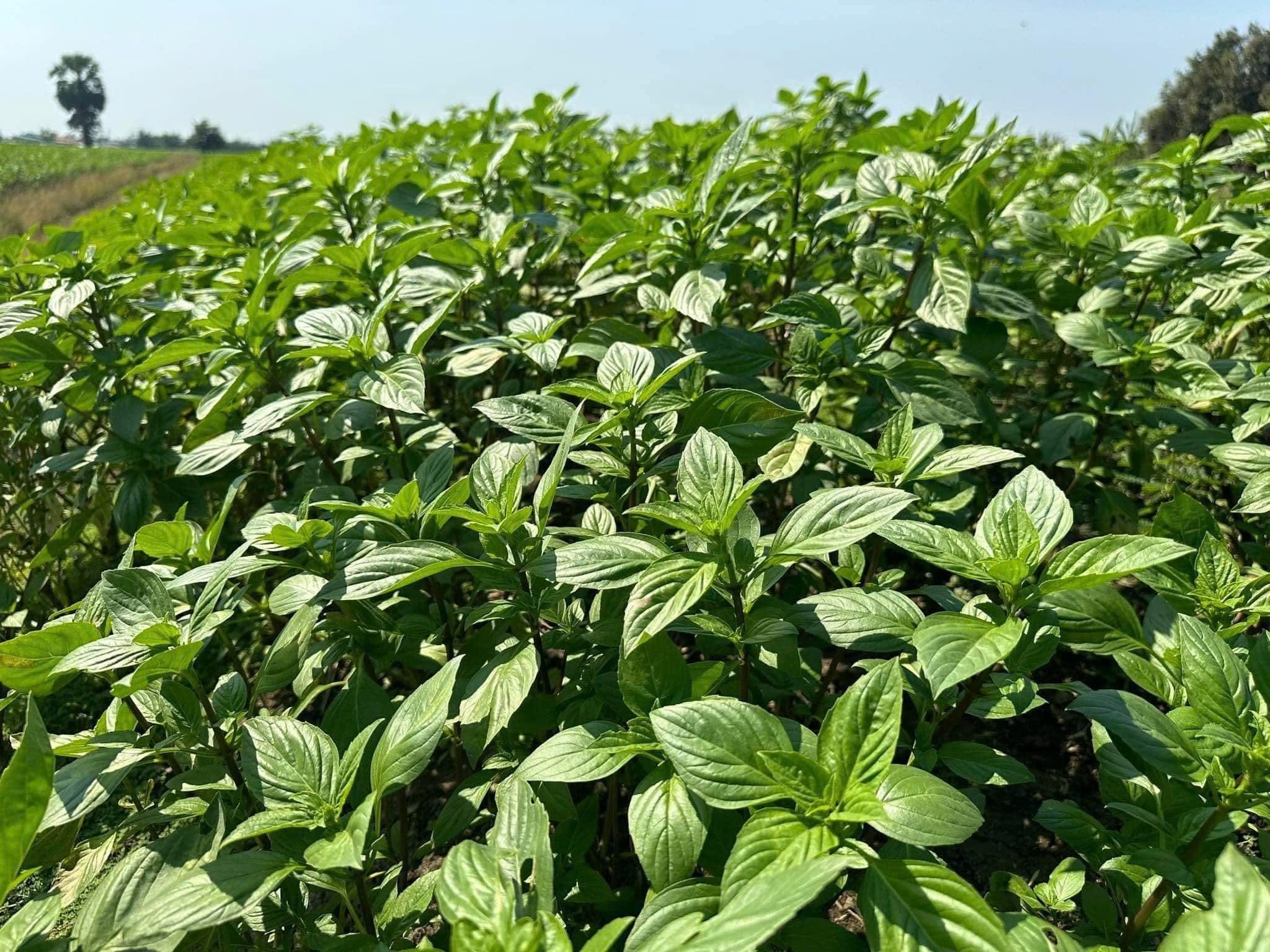 Hạt giống rau húng quế chất lượng cao