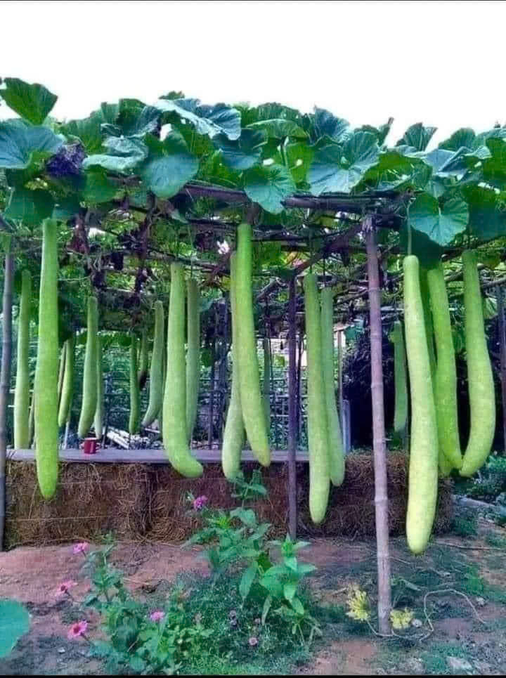 Hạt giống bầu sao trái dài năng suất cao