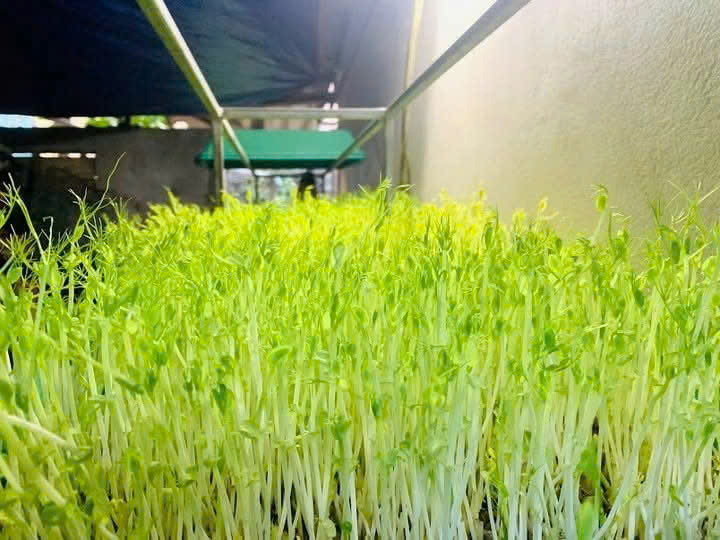 Hạt rau mầm đậu Hà Lan hàng chuẩn làm rau mầm/nấu sữa/ gói 50gr