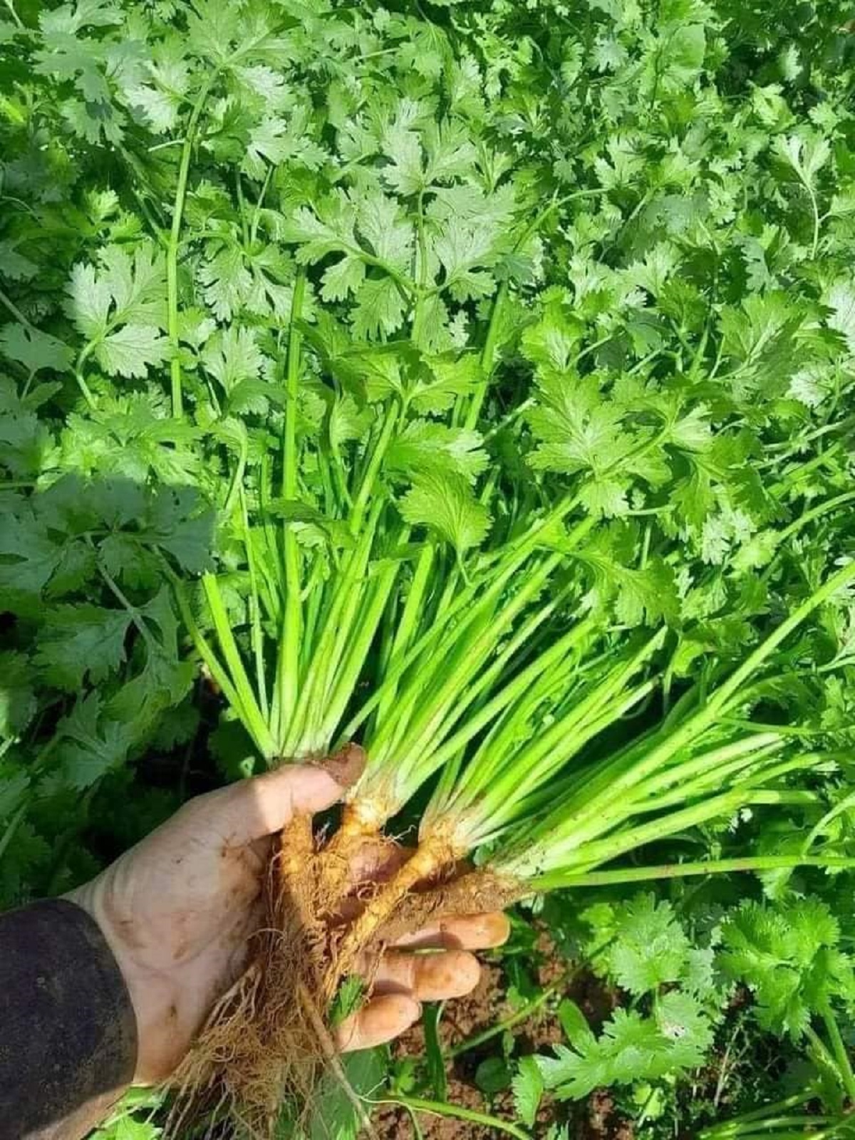 Combo 6 Hạt giống rau thơm, rau gia vị gồm: hũng quế, hũng lũi, tia tô, kinh dưới, rau mùi (ngò rí), Mùi tàu (ngò gai)