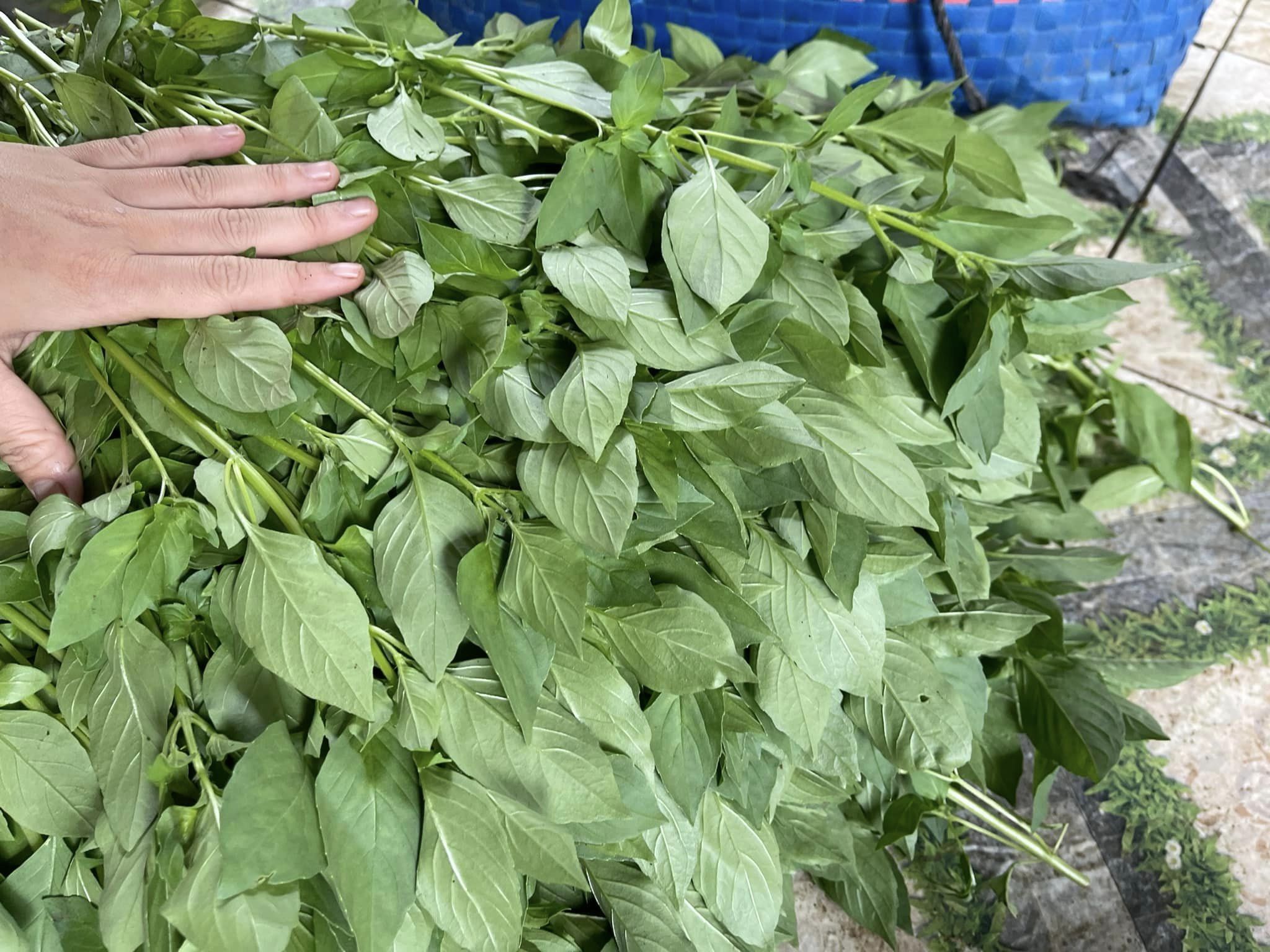 Hạt giống lá é chất lượng Phú Yên gói 2gr
