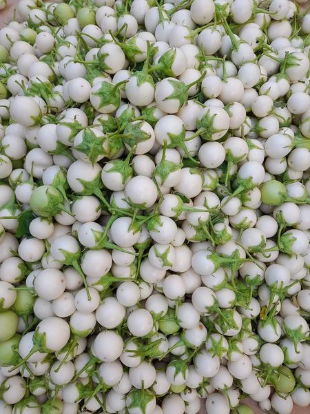 Hạt giống cà Pháo Trắng cao sản