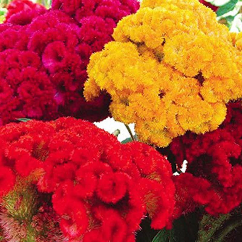Hạt giống hoa Mào Gà Nhung Búa có 4 màu đẹp lung linh