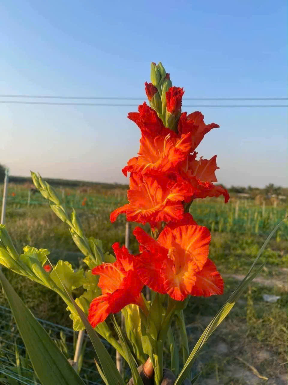 Củ Giống Hoa Lau Ơn Đẹp màu đỏ