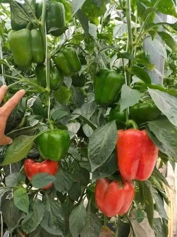 Hạt Giống Ớt Chuông Ngọt