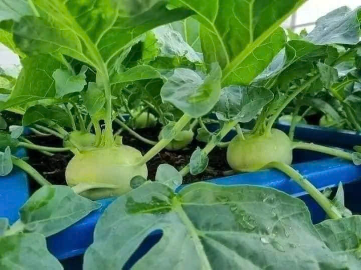 Hạt giống xu hào trắng chất lượng cao