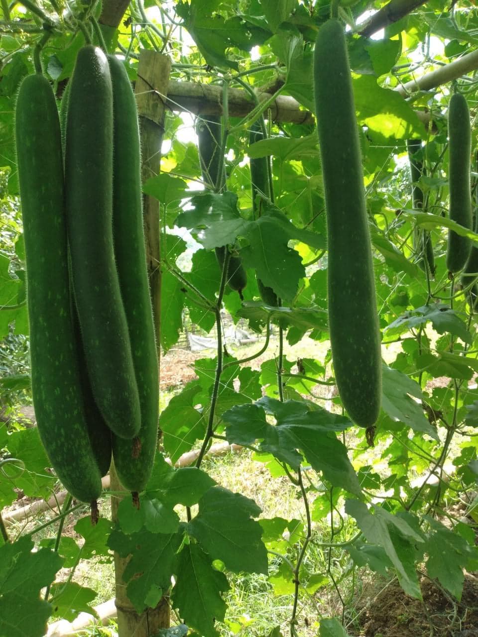 COMBO HẠT GIỐNG 8 LOẠI BẦU – BÍ – MƯỚP DỄ TRỒNG TỶ LỆ NẢY MẦM CAO – SIÊU SAI TRÁI – DỄ CHĂM SÓC