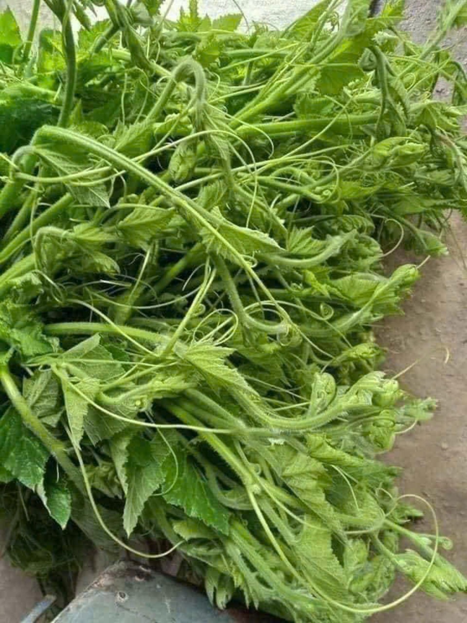 Hạt giống bí siêu ngọn chất lượng cao