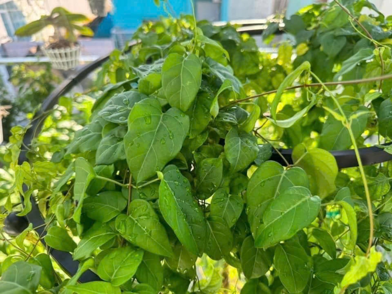 Hạt giống lá giang gói 10 hạt