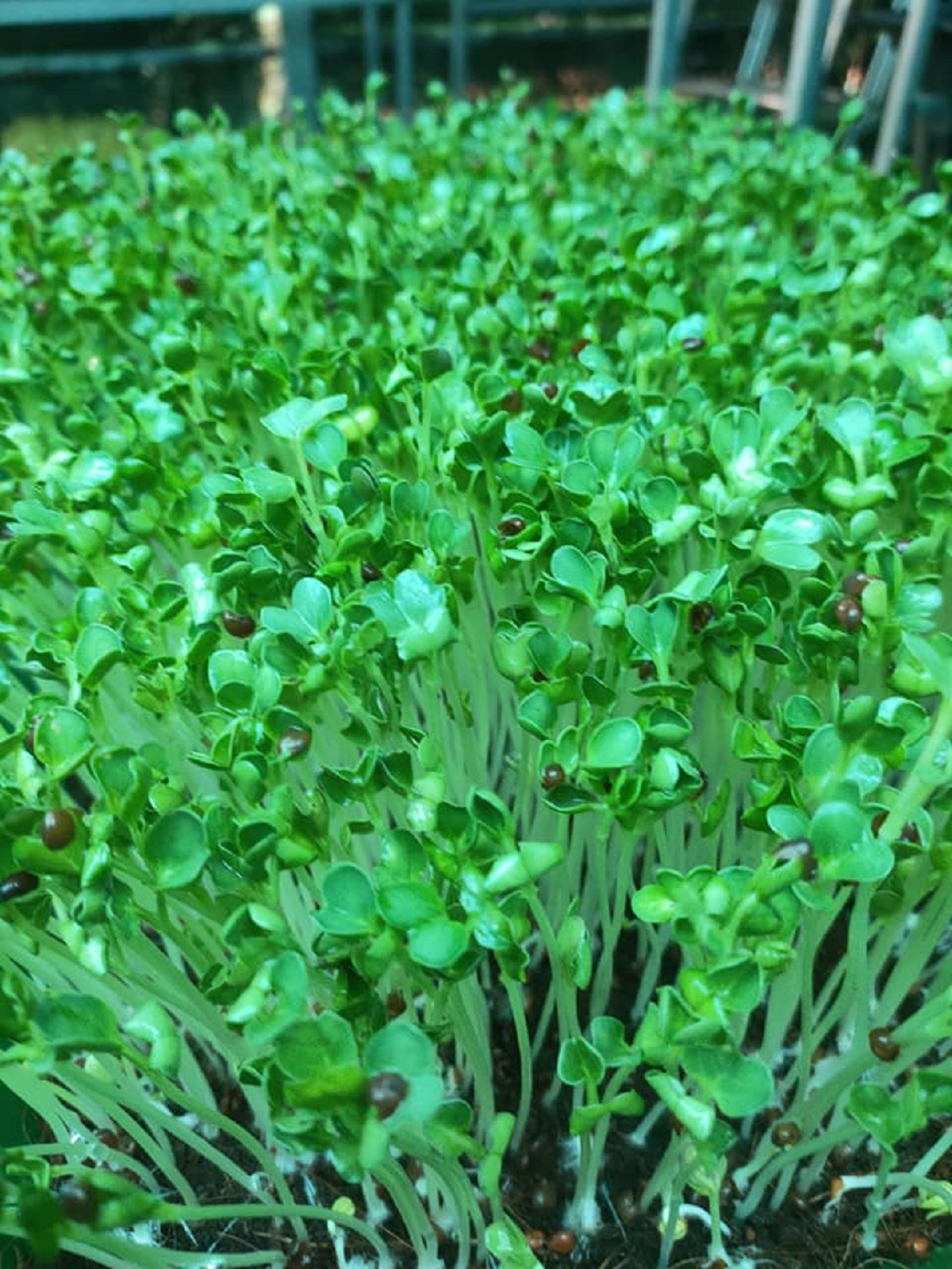 Hạt giống rau cải mầm chất lượng cao gói 1kg