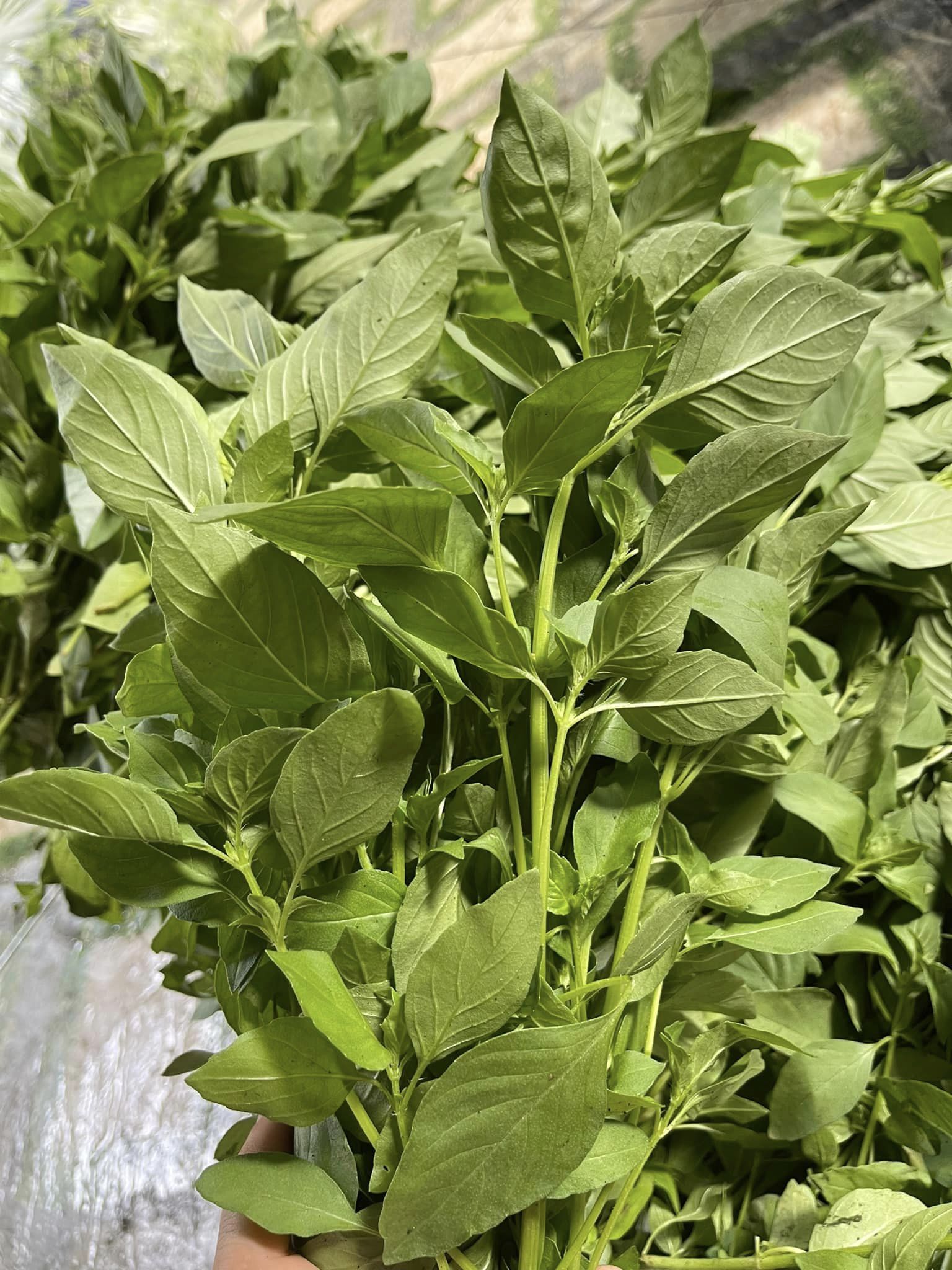 Hạt giống lá é chất lượng Phú Yên gói 100gr