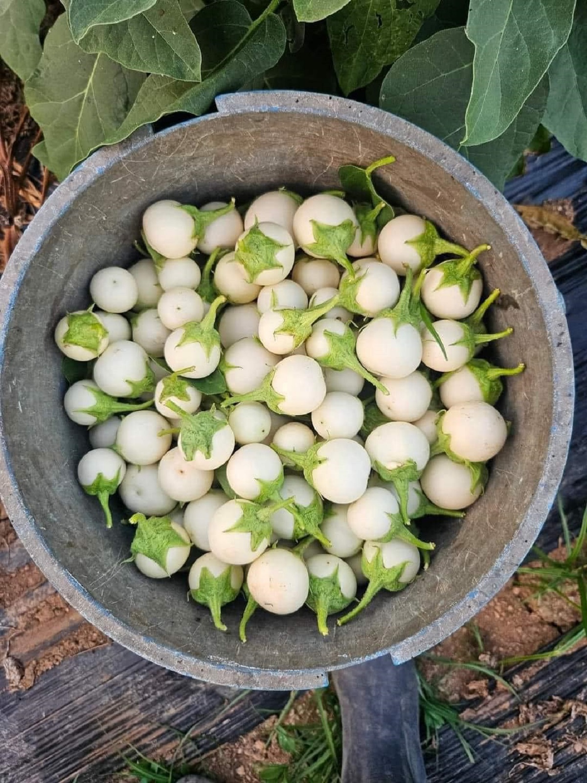 Hạt giống cà Pháo Trắng cao sản