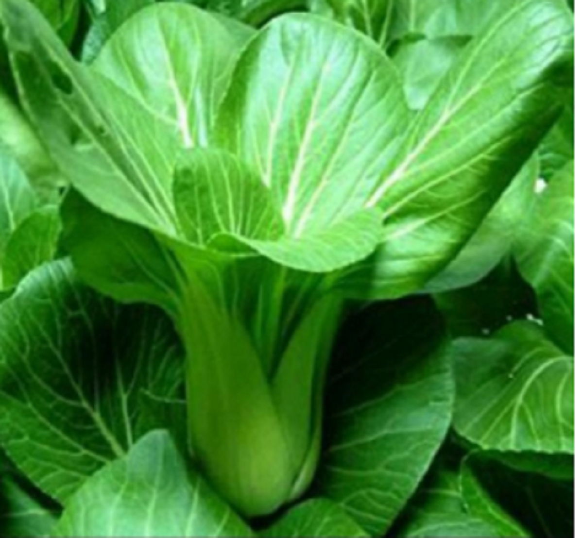 COMBO HẠT GIỐNG 10 LOẠI RAU CẢI – HẠT GIỐNG RAU SẠCH TRỒNG TẠI NHÀ TỶ LỆ NẢY MẦM CAO DỄ TRỒNG THU HOẠCH NHANH