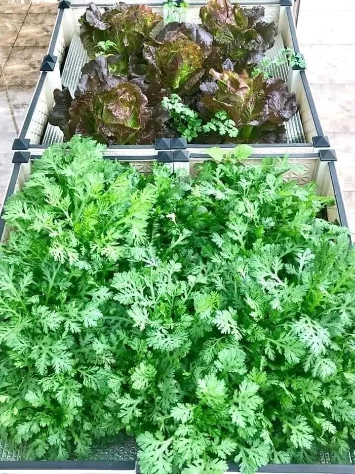 COMBO HẠT GIỐNG 10 LOẠI RAU CẢI – HẠT GIỐNG RAU SẠCH TRỒNG TẠI NHÀ TỶ LỆ NẢY MẦM CAO DỄ TRỒNG THU HOẠCH NHANH