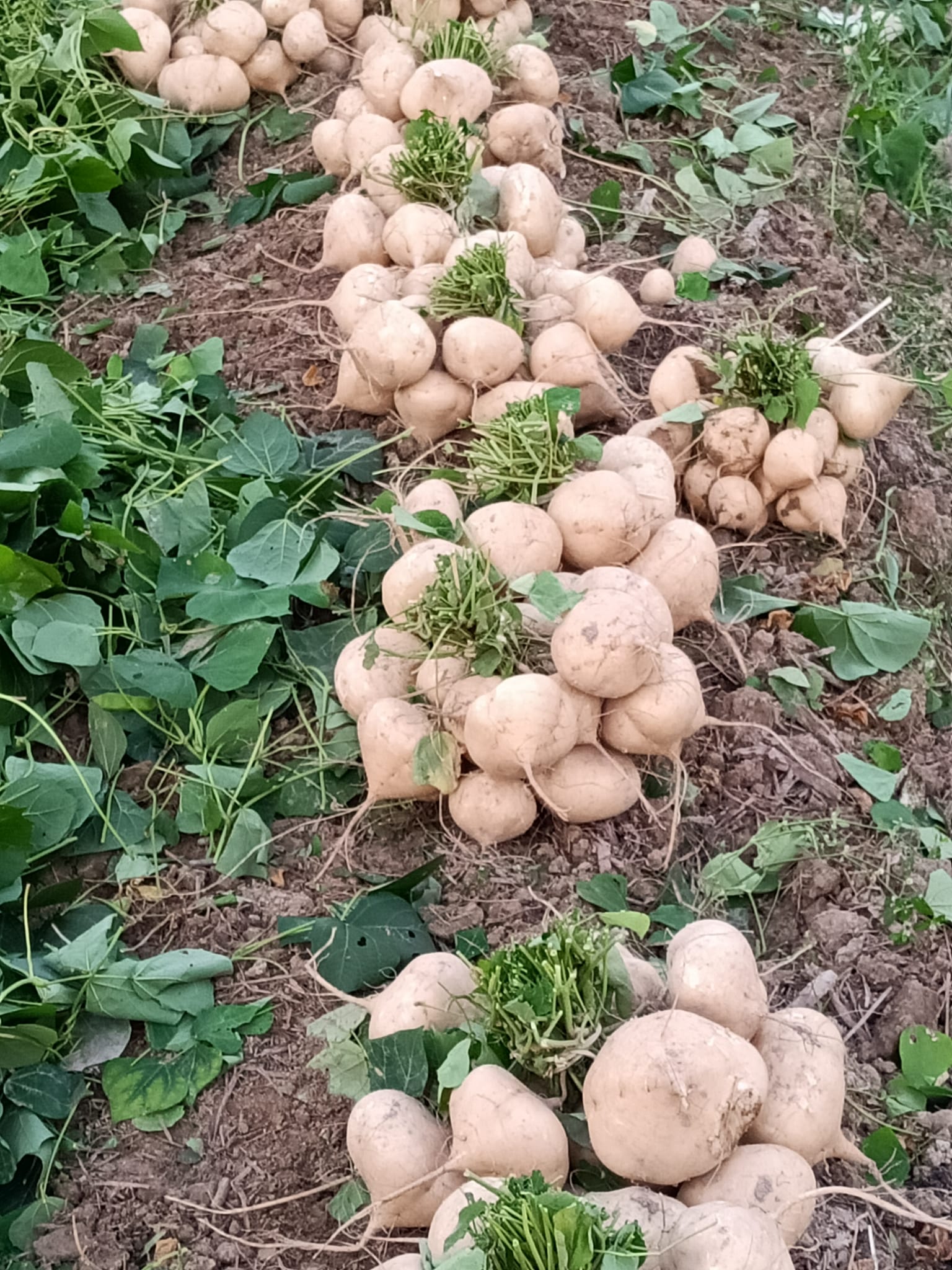 Củ Đậu (Củ Sắn) Hạt Giống 500gr - Dễ Trồng