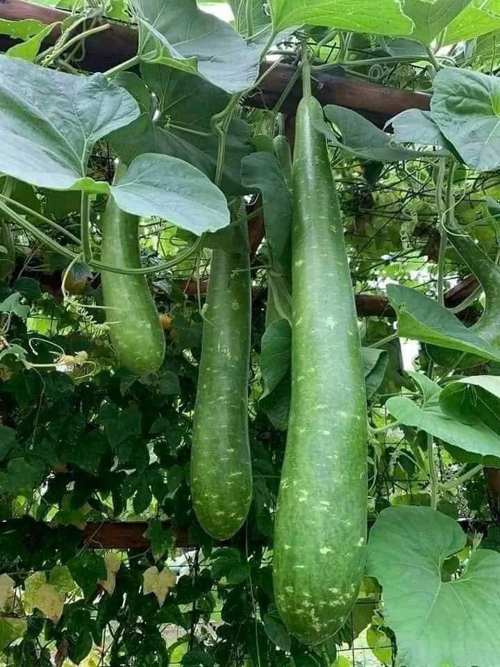 Hạt giống bầu sao trái dài năng suất cao