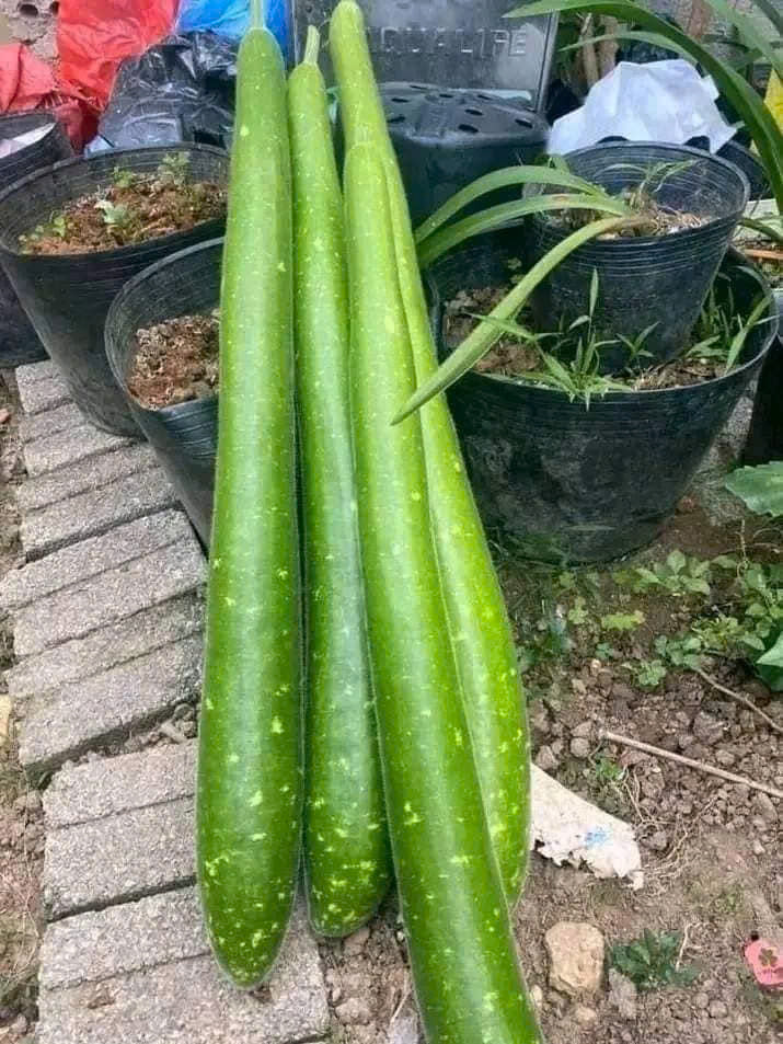 Hạt giống bầu sao trái dài năng suất cao