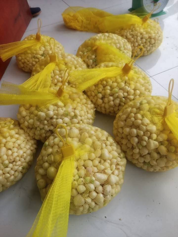 Hành tăm Nghệ An củ vừa, và nhỏ thơm ngon