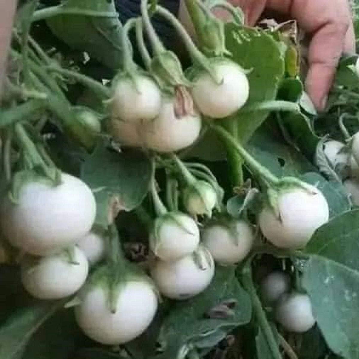 Hạt giống cà Pháo Trắng cao sản