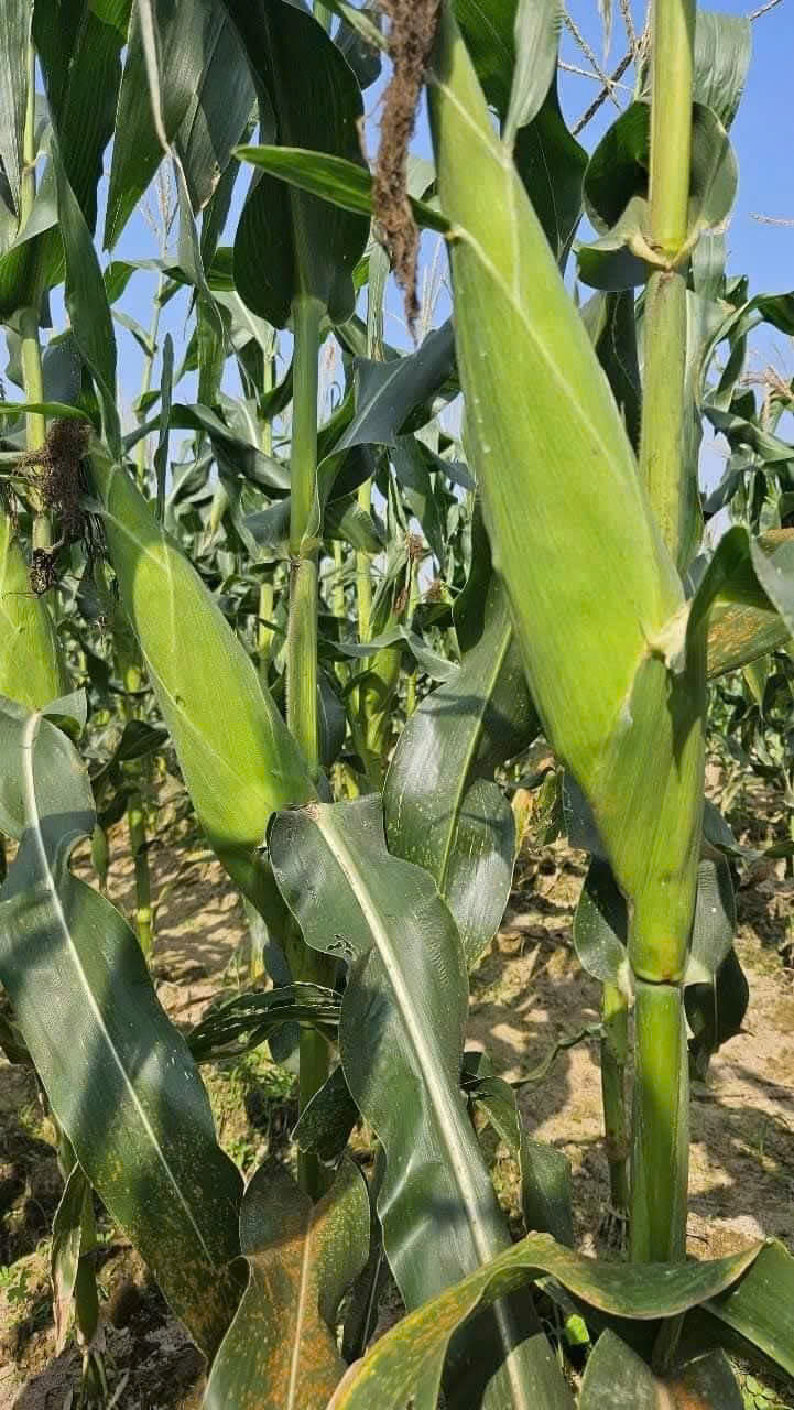 Hạt giống Ngô, bắp  Nếp Lai HN 90 Mới Dẻo Ngọt Bông To gói 500gr