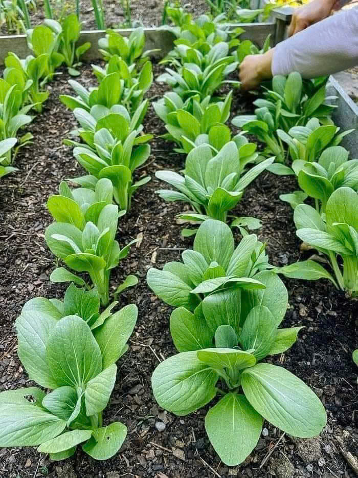 Hạt giống rau cải thìa chất lượng cao
