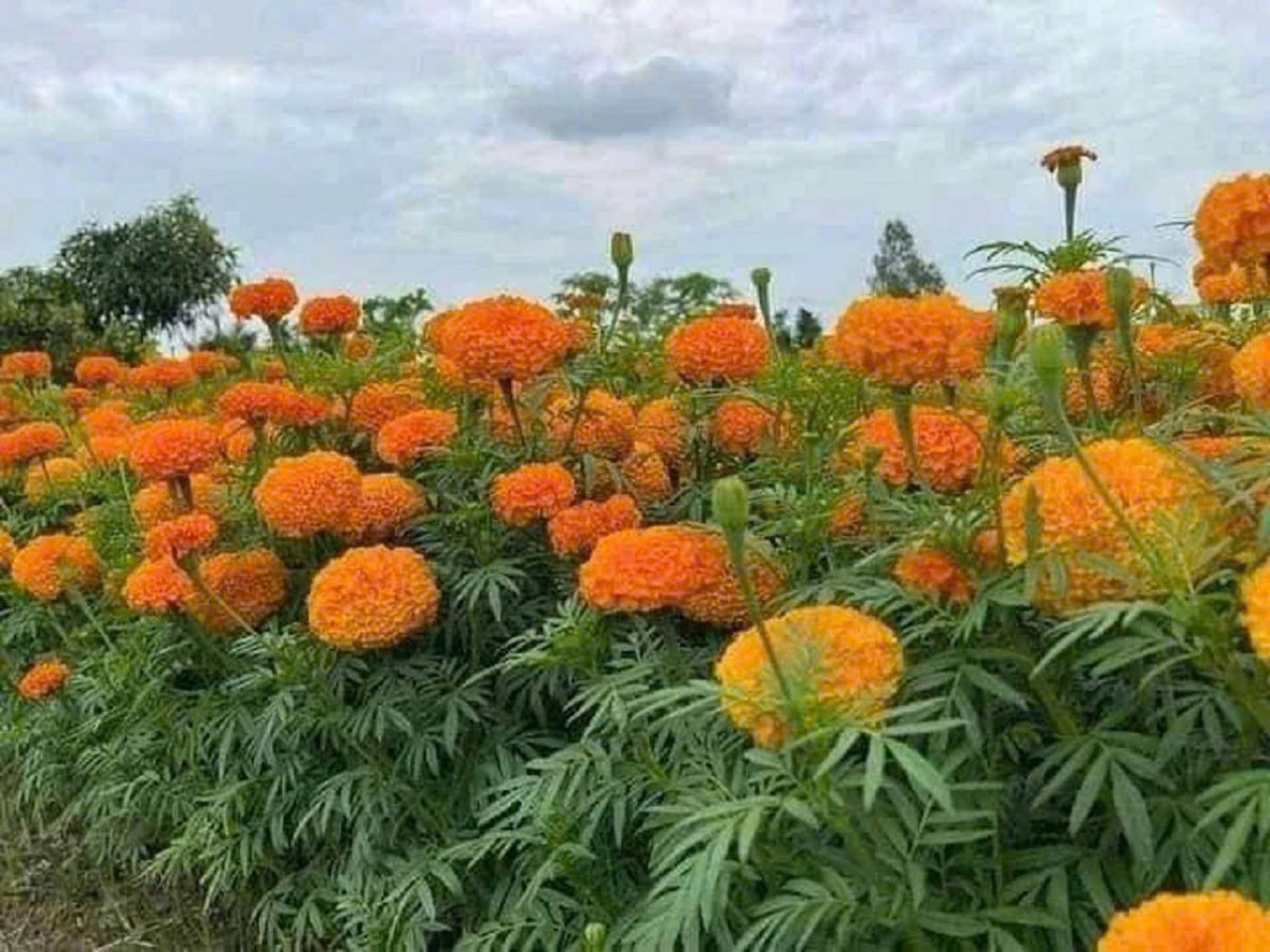 Hạt Giống Hoa Cúc Vạn Thọ Pháp- Màu Cam