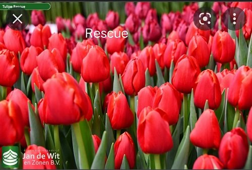 Củ Giống Hoa Tulip Đẹp màu đỏ