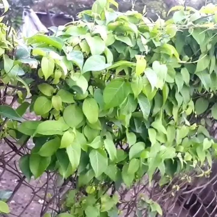 Hạt giống lá giang gói 10 hạt