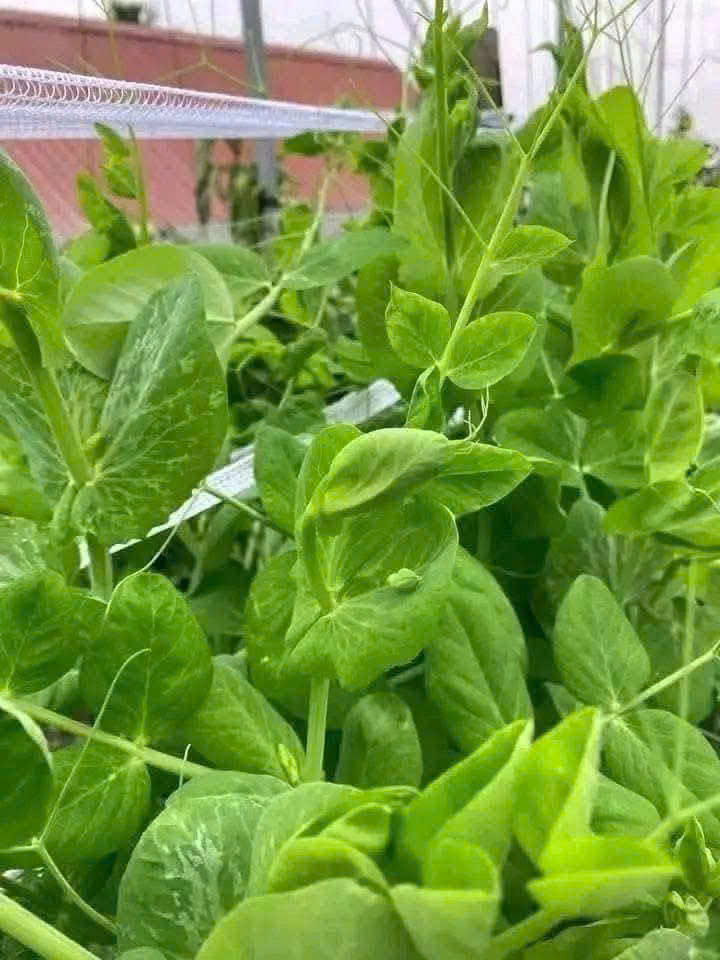 Hạt rau mầm đậu Hà Lan hàng chuẩn làm rau mầm/nấu sữa/ gói 50gr