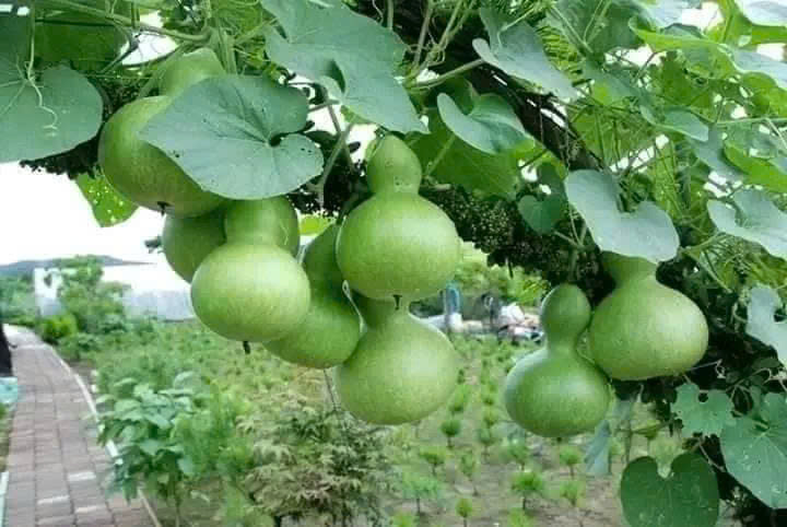 Hạt Giống Bầu Hồ Lô Vừa Đẹp