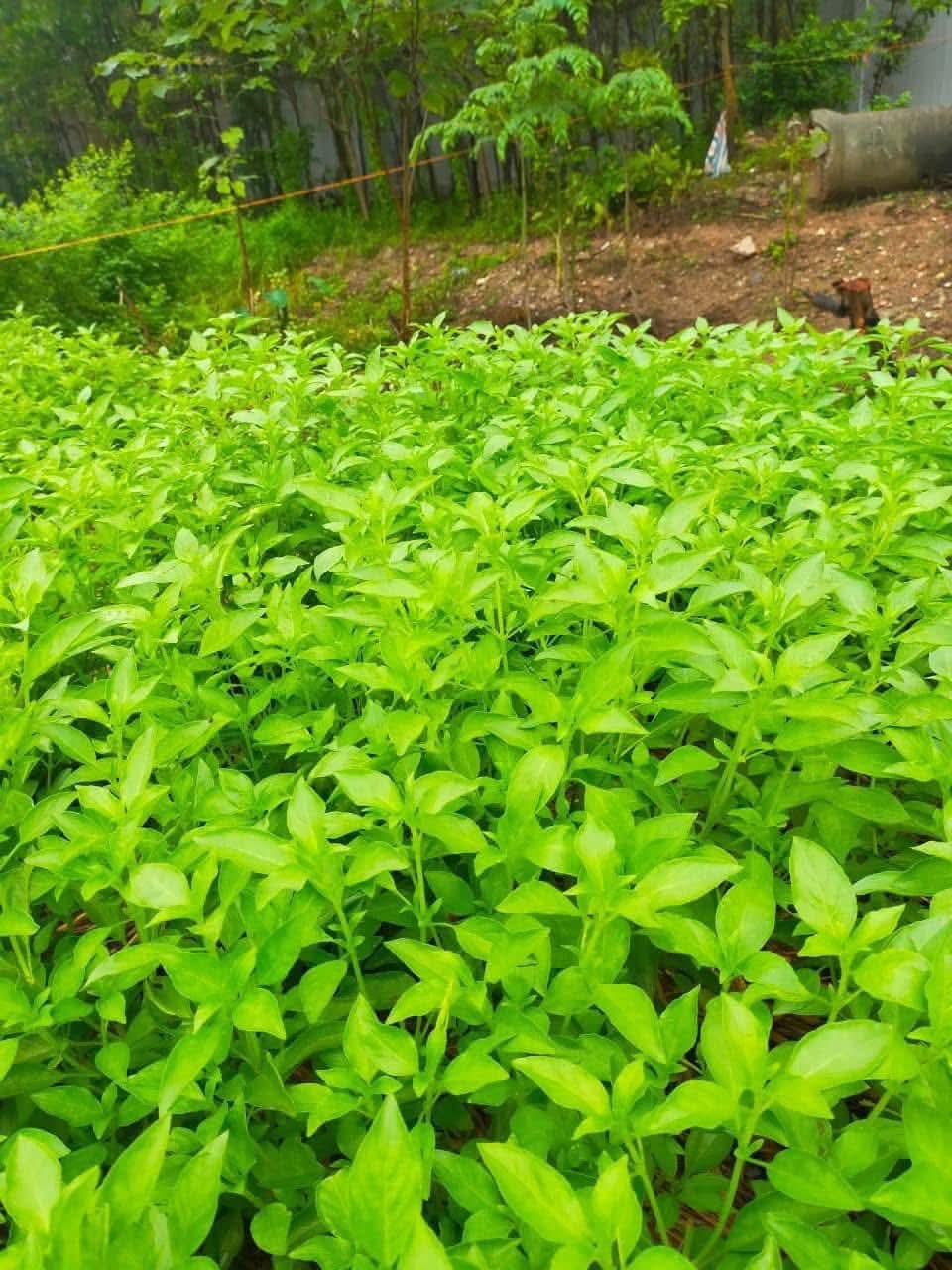 Hạt Giống Lá É Phú Yên Chất Lượng Cao