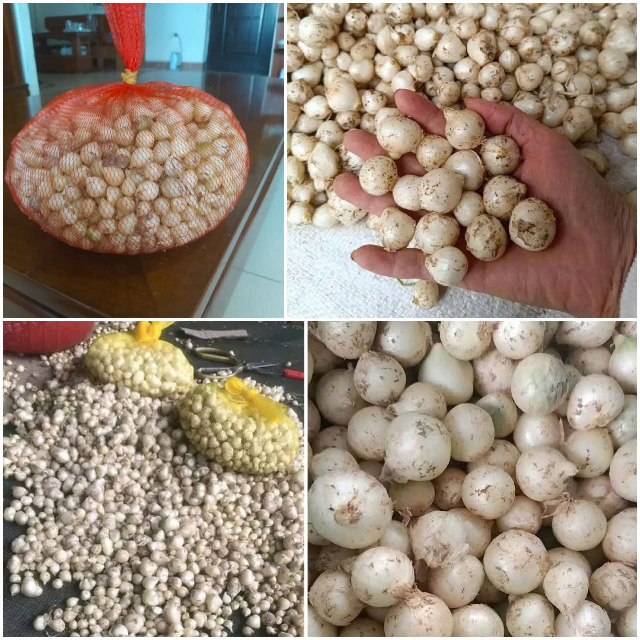 Hành tăm Nghệ An củ vừa, và nhỏ thơm ngon