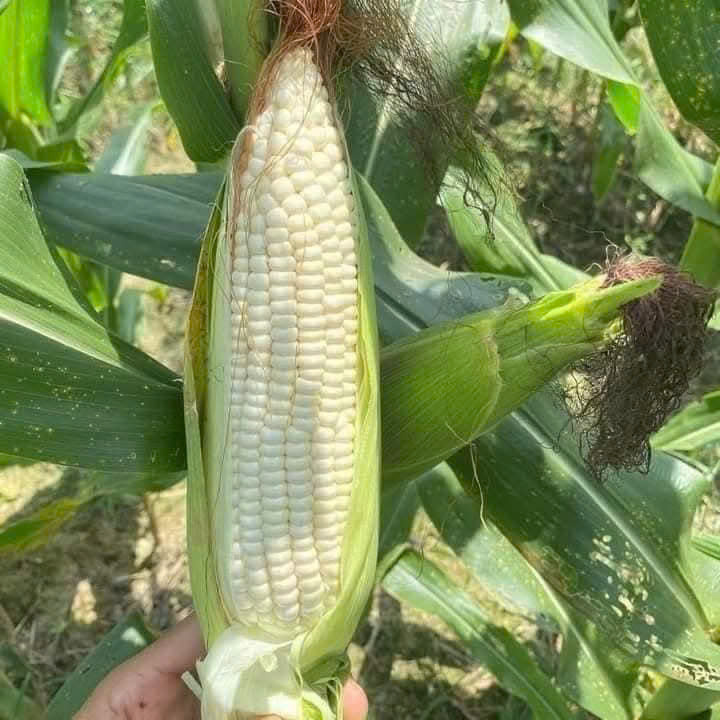 Hạt giống Ngô, bắp  Nếp Lai HN92 Mới Dẻo Ngọt Bông To gói 500gr