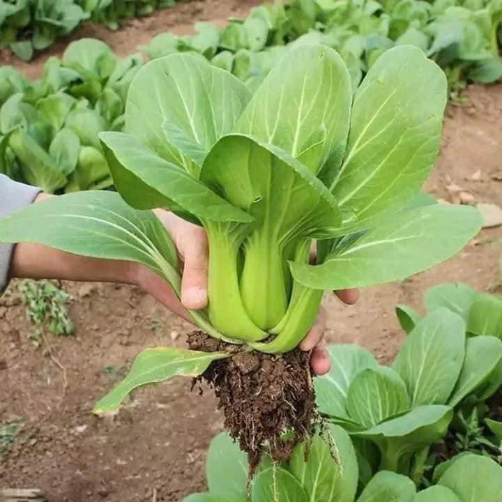 Hạt giống rau cải thìa chất lượng cao