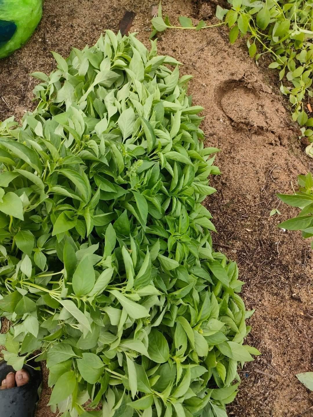 hạt giống lá é chất lượng Phú Yên gói 1kg