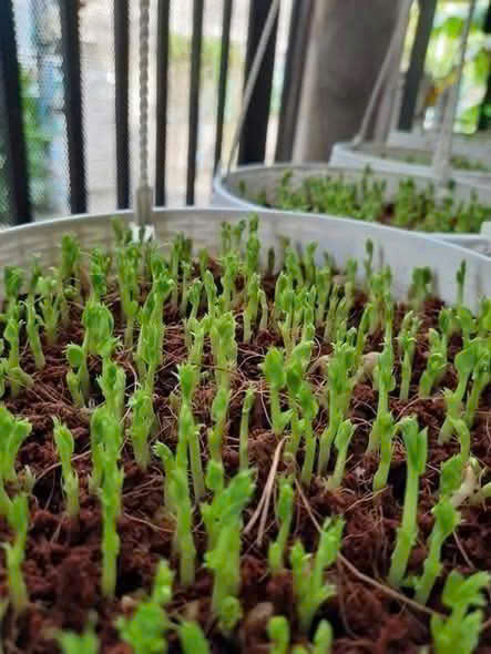 Hạt rau mầm đậu Hà Lan hàng chuẩn làm rau mầm/nấu sữa/ gói 50gr