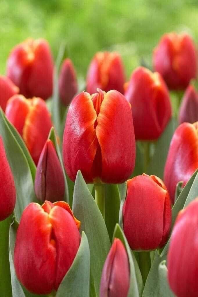 Củ Giống Hoa Tulip Đẹp màu đỏ