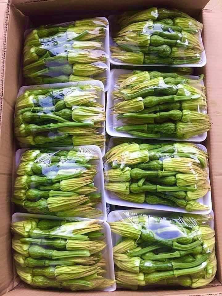 Hạt giống bí siêu nụ chất lượng cao gói 10gr (khoảng hơn 50 hạt)