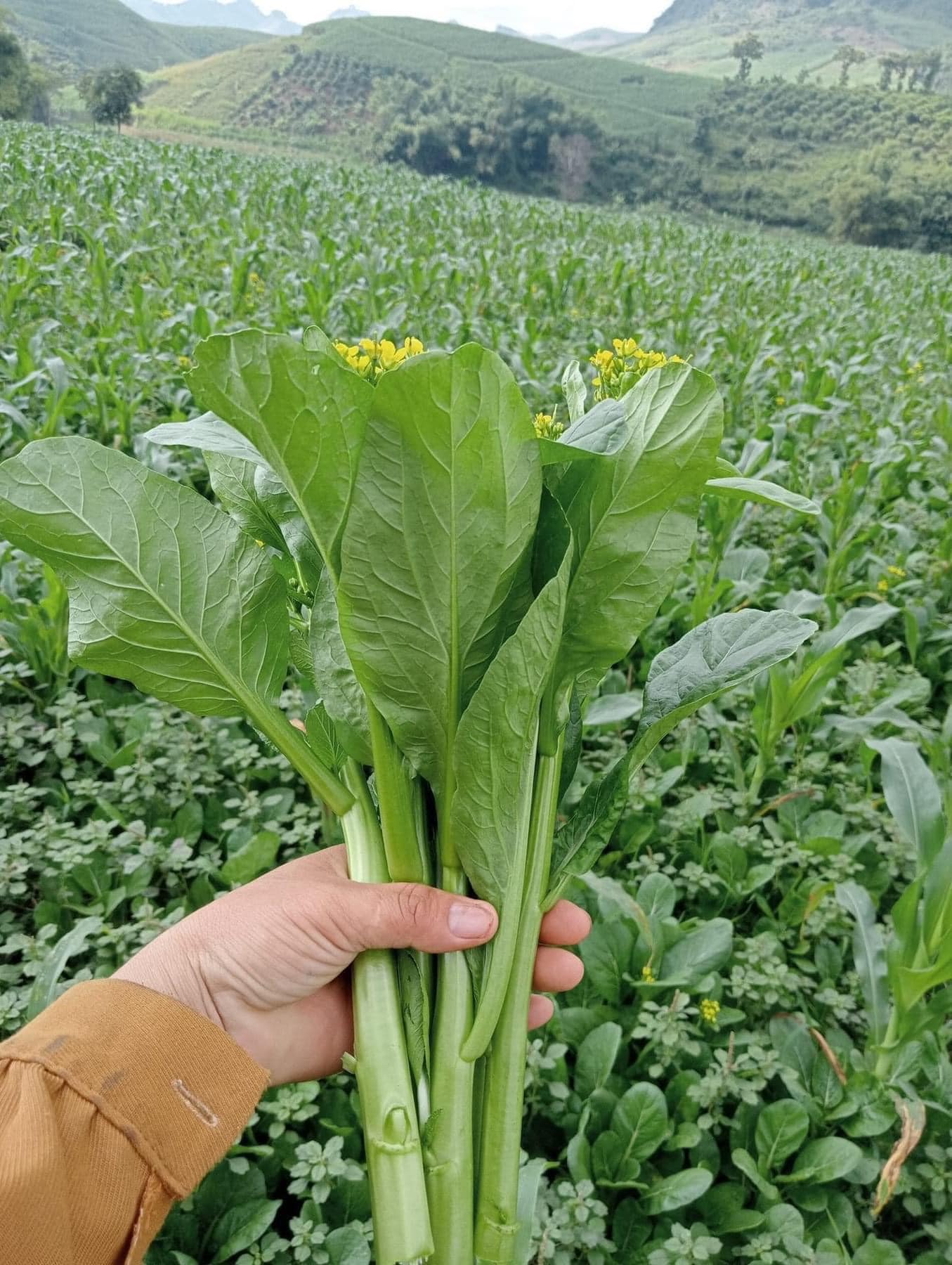 Hạt giống rau Cải ngồng ngọt xanh