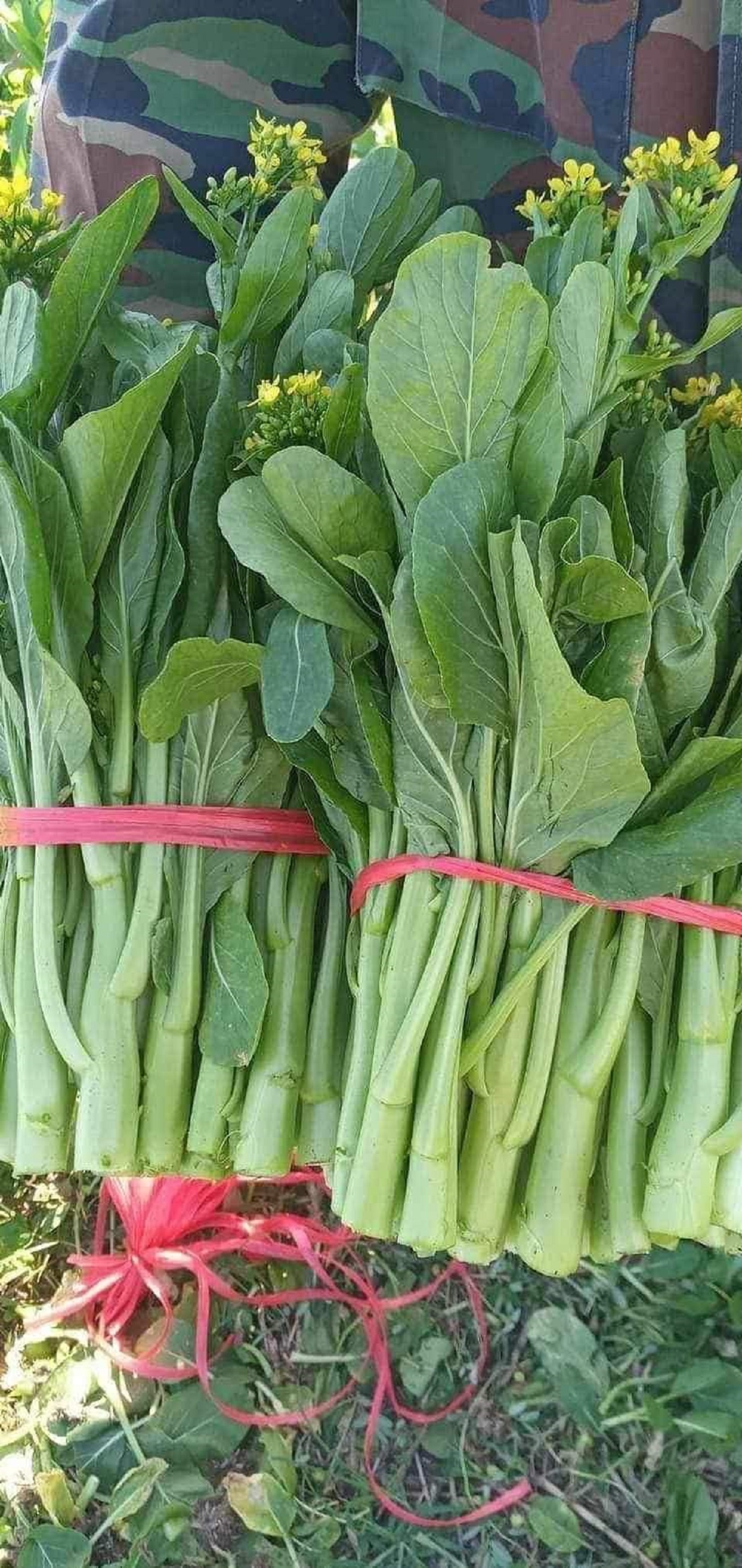 Hạt giống rau Cải ngồng ngọt xanh